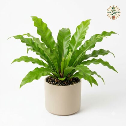 Asplenium_plant_in_nursery_pot_202609071237