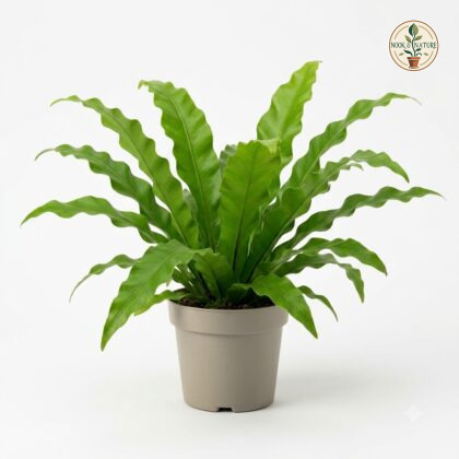 Asplenium_scolopendrium_in_pot_202609071237