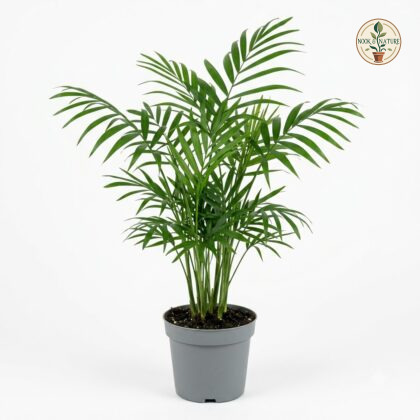 Bamboo_palm_in_nursery_pot_202609071237