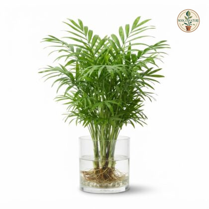 Bamboo_palm_plant_watering_202609071237