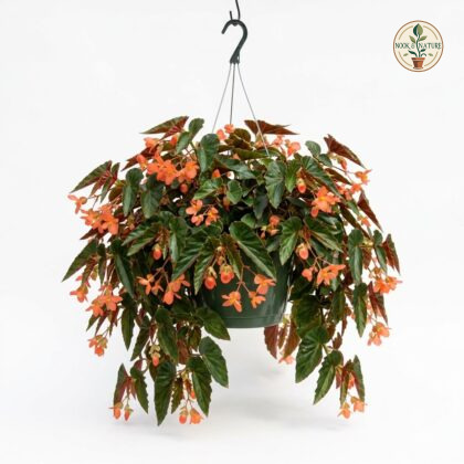 Begonia_hanging_in_pot_202609071237