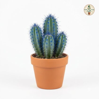 Blue_cactus_in_nursery_pot_202609071237