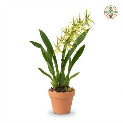 Brassia_Golden_orchid_in_pot_202609071237