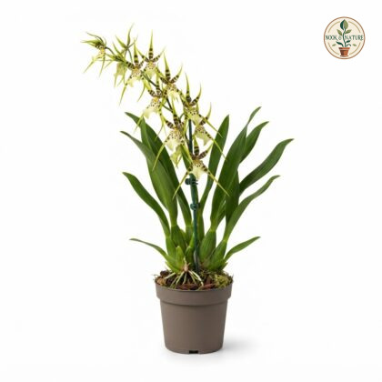 Brassia_Green_orchid_plant_202609071237