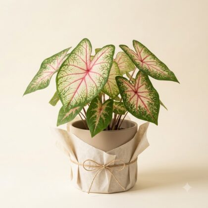 Caladium plant with pink-veined green leaves in a wrapped ceramic planter with twine bow.