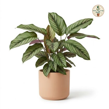 Calathea_Beauty_Star_plant_photo…_202609071237