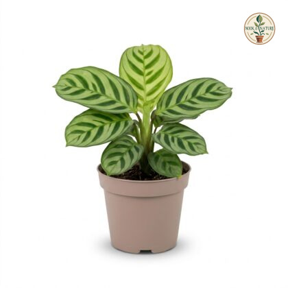 Calathea_Burle_Marxii_in_pot_202609071237