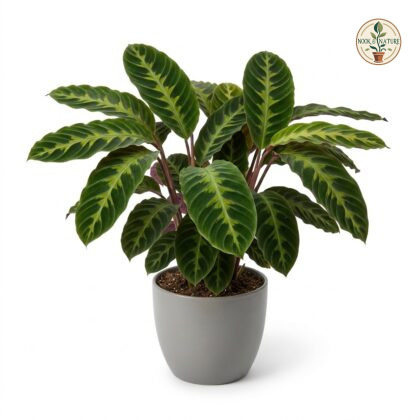 Calathea_Golden_Mosaic_plant_photo_202609071237
