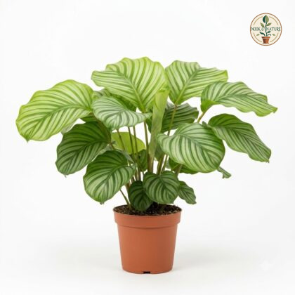 Calathea_Lemon_Lime_plant_photog…_202609071237