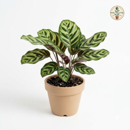 Calathea_Makoyana_in_nursery_pot_202609071237