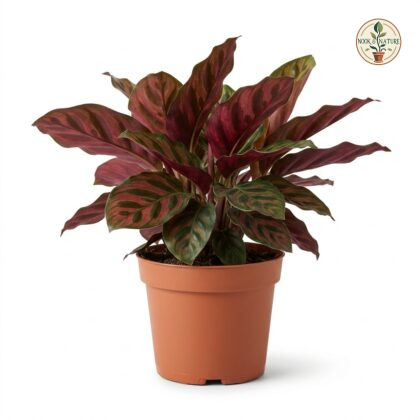Calathea_Red_Wine_plant_202609071237