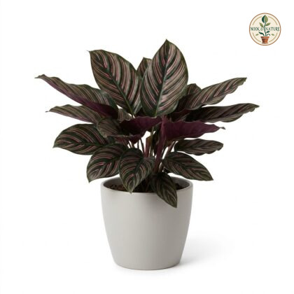 Calathea_Rose_Apple_plant_202609071237
