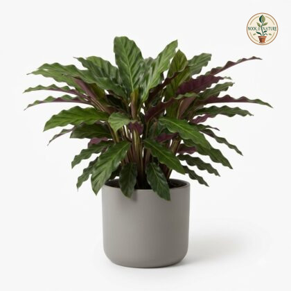 Calathea_Rusco_plant_in_pot_202609071237