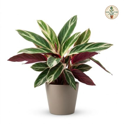 Calathea_Stromanthe_Triostar_plant_202609071237