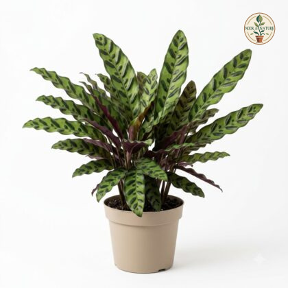 Calathea_plant_in_nursery_pot_202609071237