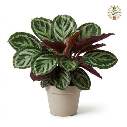 Calathea_roseopicta_marion_in_pot_202609071237