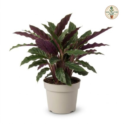 Calathea_rufibarba_plant_in_pot_202609071237
