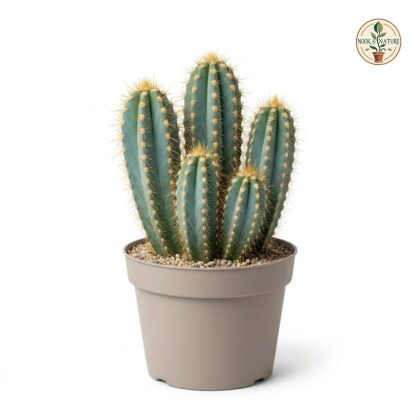 Cereus_Peruvianus_Floridus_cactu…_202609071237