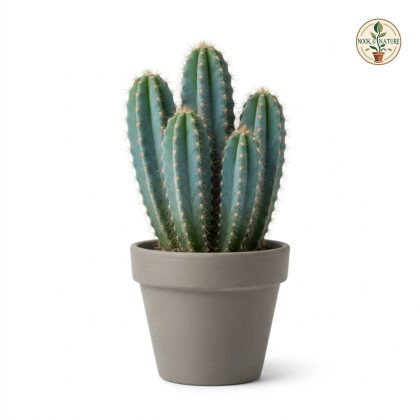Cereus_Peruvianus_cactus_in_pot_202609071237