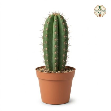 Cereus_repandus_cactus_in_pot_202609071237