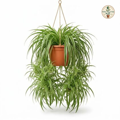 Chlorophytum_comosum_hanging_in_pot_202609071237