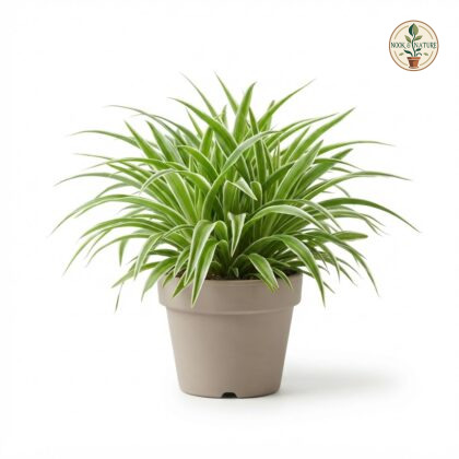 Chlorophytum_plant_in_pot_202609071237