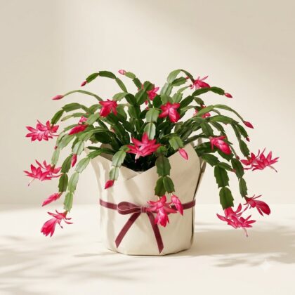 Christmas cactus in a wrapped pot tied with a ribbon, featuring vibrant pink blossoms.