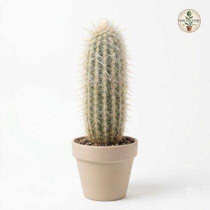 Cleistocactus_senilis_yellow_cac…_202609071237