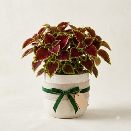 Coleus plant in a speckled white planter decorated with a burlap ribbon, green bow, and a blank tag.