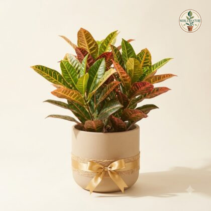 Croton plant with variegated leaves in a beige ceramic planter adorned with a gold ribbon.