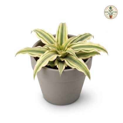Cryptanthus_Acaulis_Variegatus_p…_202609071237