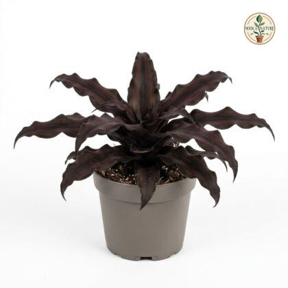 Cryptanthus_Black_Magic_plant_ph…_202609071237