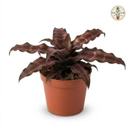Cryptanthus_Chocolate_plant_in_pot_202609071237