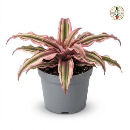 Cryptanthus_Earth_Star_Bromeliad…_202609071237