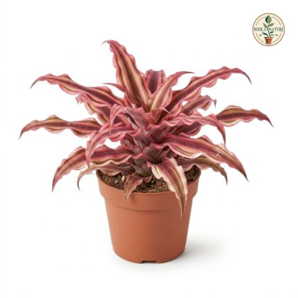 Cryptanthus_Elaine_Pink_plant_ph…_202609071237