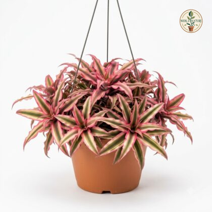 Cryptanthus_Pink_Starlight_hangi…_202609071237
