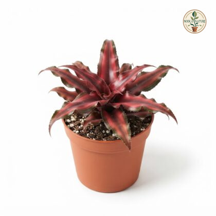 Cryptanthus_Red_Star_in_pot_202609071237