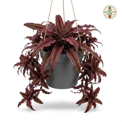 Cryptanthus_Ruby_plant_in_pot_202609071237