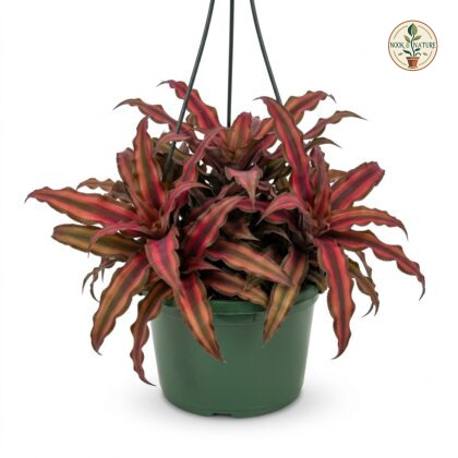 Cryptanthus_red_hanging_plant_202609071237