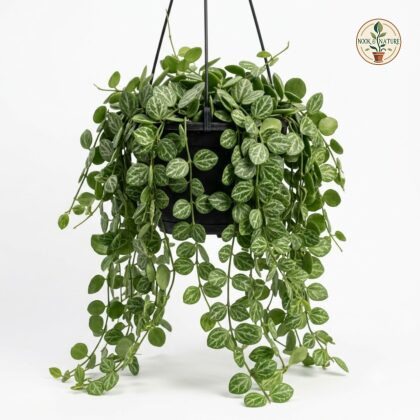 Dischidia_ovata_hanging_plant_202609071237