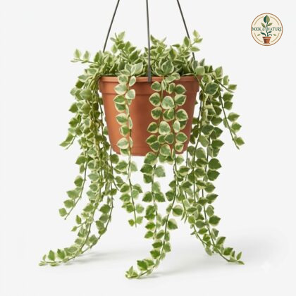 Dischidia_ruscifolia_hanging_plant_202609071237_2