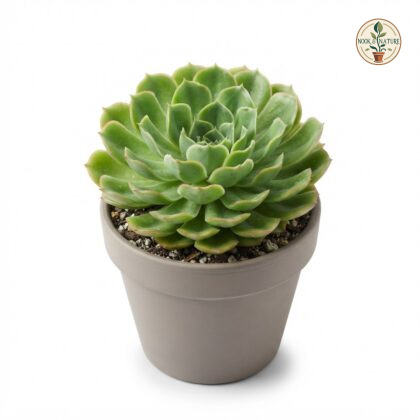 Echeveria_Green_Spoon_plant_202609071237
