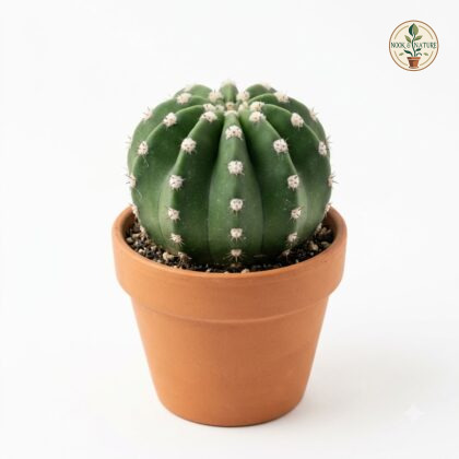 Echinopsis_Subdenudata_cactus_in…_202609071237