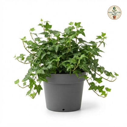 English_Ivy_plant_in_pot_202609071237