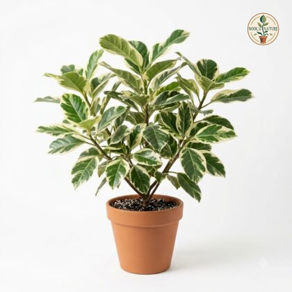 Ficus_Aspera_Variegated_plant_202609071237_2