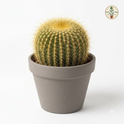 Golden_Ball_Cactus_in_pot_202609071237
