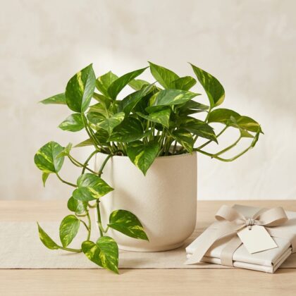 Golden pothos money plant in a ceramic pot next to a wrapped gift box with a bow on a table.
