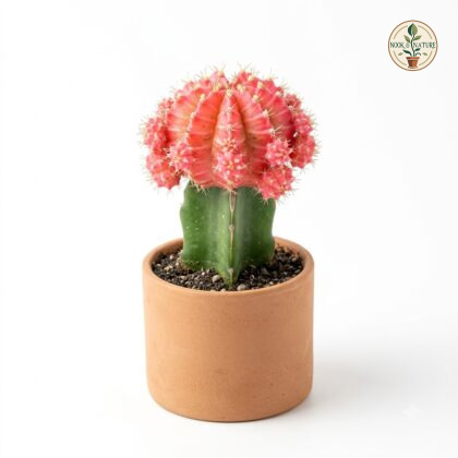 Grafted_pink_cactus_in_pot_202609071237