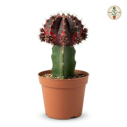 Grafted_red_and_black_cactus_202609071237