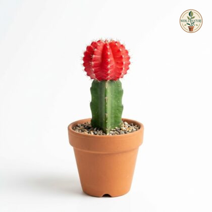 Grafted_red_cactus_in_pot_202609071237